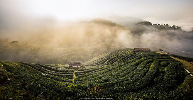 tea farm in dream by...