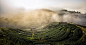 tea farm in dream by Direk Yiamsaensuk on 500px