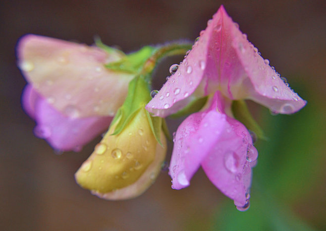 Two Pinks by Adriana...