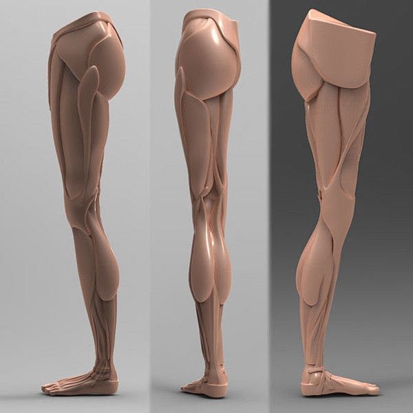 leg anatomy - Google...