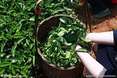 北行见杏花采集到茶