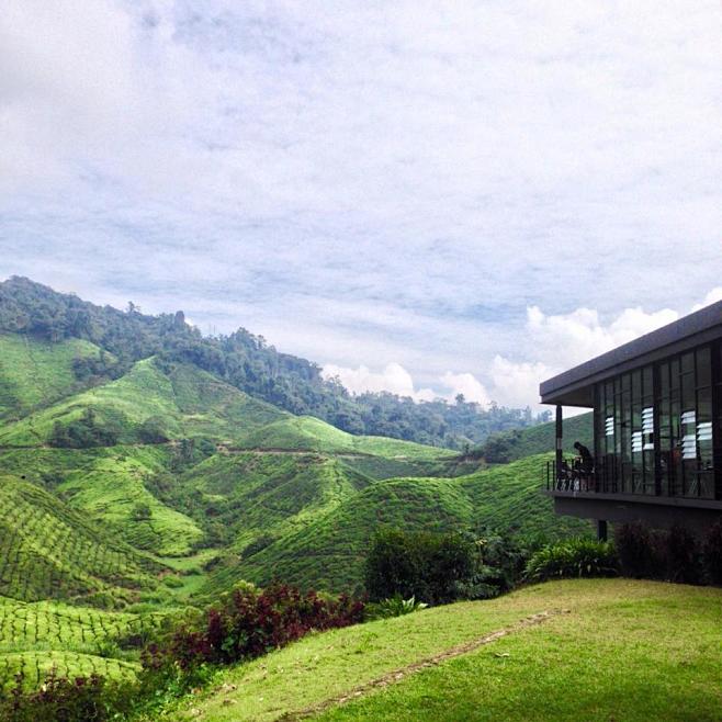 BOH Sungei Palas Tea...