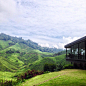 BOH Sungei Palas Tea Centre : Farm in Cameron Highlands, Pahang