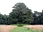 圆形凹陷地形中的大树停留景观 by Meyer + Silberberg-mooool设计