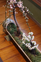 Crazy #Bonsai planter - HOW do they get them to flower in such tiny areas.  Would love to know what age it is.: 