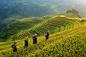 Terrace rice field , Vietnam