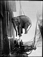 transporting a circus elephant, early 1930s