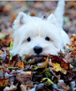 West Highland Terrier (aka Westie), rapidly entering the I want one zone ღ