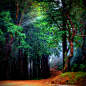 Mystical Forest, Mill Valley, California

photo via transylvania

