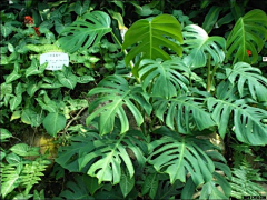 夏沫花花花采集到春天素材