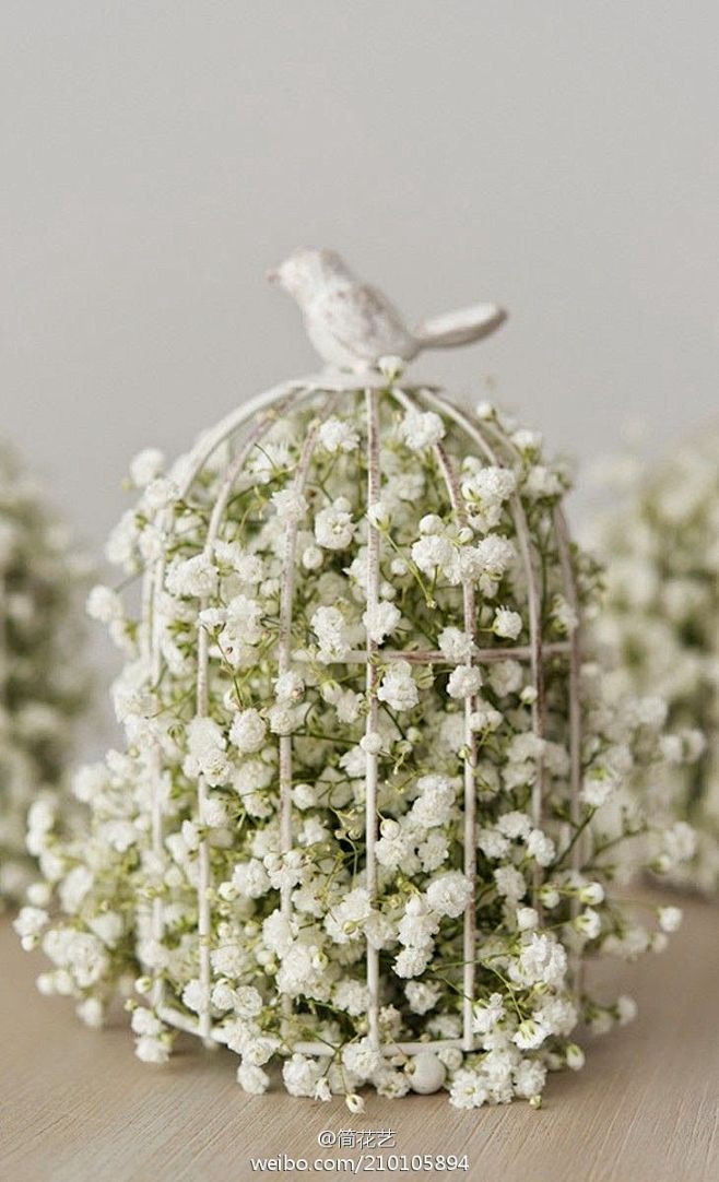 满天星（Gypsophila）原名重瓣丝...