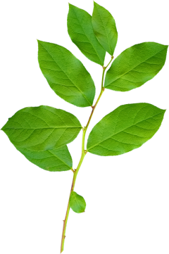 什么都是浮采集到植物