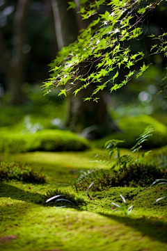 夏113采集到矢量素材