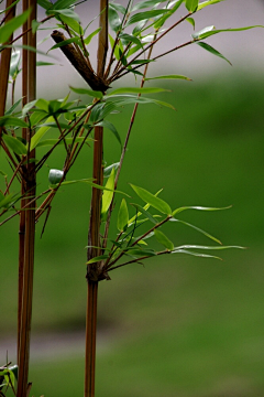 秋逸雅采集到梅兰竹菊