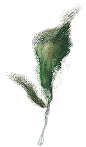 油画植物png (6)