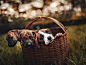 Selective Focus Photo of Three Brindle Puppies Inside Brown Woven Basket · Free Stock Photo