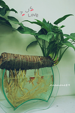 Anemone89采集到Lovely plant