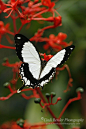 African Butterfly aka the flying handkerchief | Beautiful ✿ World