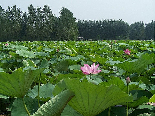 微山湖岛上荷花