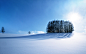 landscapes trees trees snow Wallpaper #57310 - wallhaven.cc