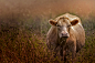 Paul  Murphy在 500px 上的照片Jake Olson&#x;27s Cow