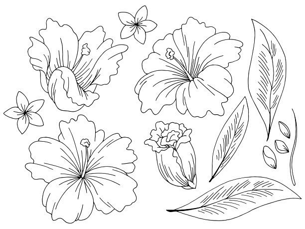 热带花图形黑白孤立素描集插图向量插画图片