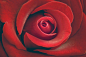 Close-Up Of Red Rose | HD photo by Denis Agati (@denisagati) on Unsplash : Download this photo by Denis Agati (@denisagati)