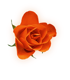 WGQ514采集到情人节玫瑰花 藤蔓 叶子 玫瑰 png素材