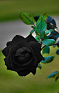 植物 黑色的玫瑰是全世界玫瑰中最稀有的，Blac…