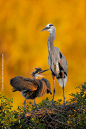 Photograph First light at the rookery by Charles Glatzer on 500px