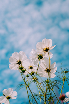 🌺智者懂得隐忍🌺采集到格桑花