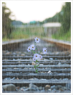 沐幕采集到雨