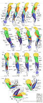 原画动漫人物人体结构解剖，肌肉骨骼躯干动…考素材 (197)