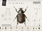 Insect Definer on Behance http://designart.zcool.com.cn/