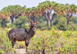 水羚Kobus ellipsiprymnus偶蹄目牛科水羚属
Waterbuck Male by Csilla Zelko on 500px