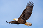Eagle Portrait by Corey Hardcastle on 500px