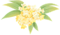 绿色黄色植物插画唯美手绘桂花花卉彩色花朵图片