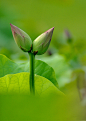 花开并蒂，相濡以沫，相依相守，不离不弃。并蒂莲 ——并蒂莲是并排地长在同一茎上的两朵莲花，文学作品中比喻恩爱的夫妻。 #摄影# #花#