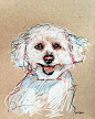 Pittsburgh Artist Julie Pfirsch - Pet Portraits and Oil Paintings : Pittsburgh Pennsylvania based artist - commission pet portraits. Custom sketches in pencils, pen and colored pencil.  Art style both expressive and realistic.