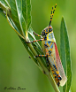 libutron:

Grasshopper | ©Allan Bower
Commonly named Elegant grasshopper, and scientifically Zonocerus elegans (Orthoptera - Pyrgomorphidae), this grasshopper has earned the epithet of elegant (elegans) because of its flashy coloration. 
Zonocerus elegans