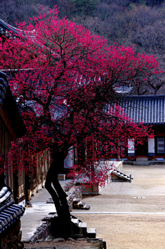 H小幸运采集到花园