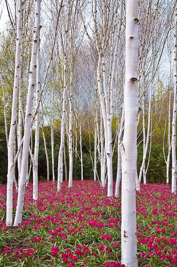 ✮ White silver birch...