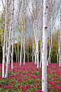 ✮ White silver birch trees with a carpet of deep rose colored tulips underneath