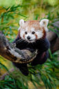  <br/> Red Panda by Mathias Appel<br/> <br/>