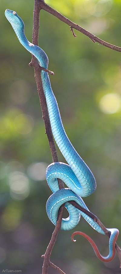 Blue stinger