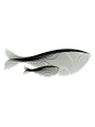 手绘线条鲸鱼