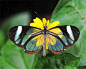 罕见的透明蝴蝶