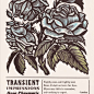 Floral woodcut / letterpress poster print by Cannonball Press