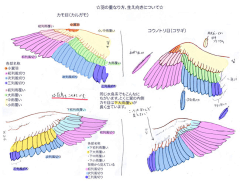 无影歌采集到元素物品绘画教程