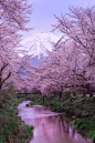 ずっと見たかった桜と富士山 運よく満開の日に訪れることができました あたたかな光を受けて富士山も春爛漫です  ＊みなさまへ＊ たくさんのコメントやbravo！をいただき ありがとうごさいました(*^-^*) おかげで私の代表作になりました。 ひとりひとりに御礼が言えなくて 本当に申し訳ありませんm(__)m